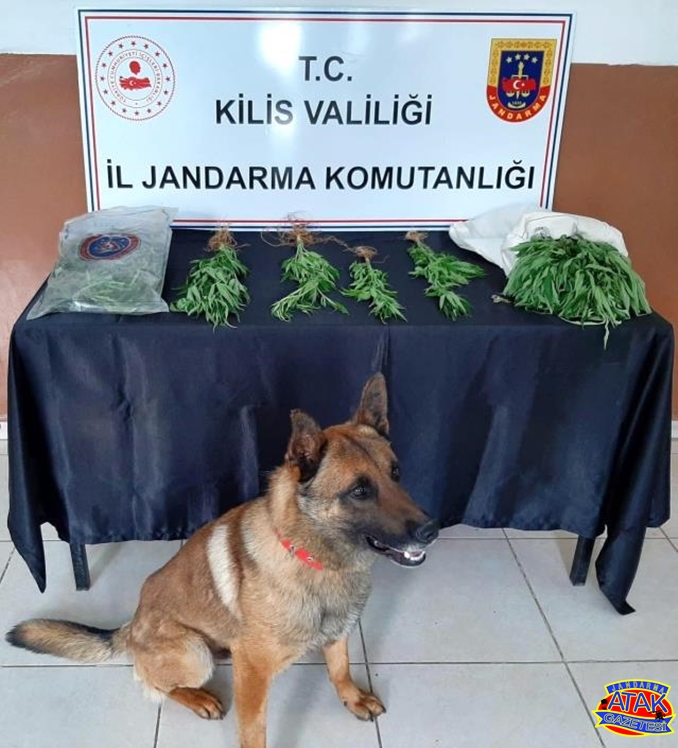 Jandarma’dan uyuşturucu operasyonu