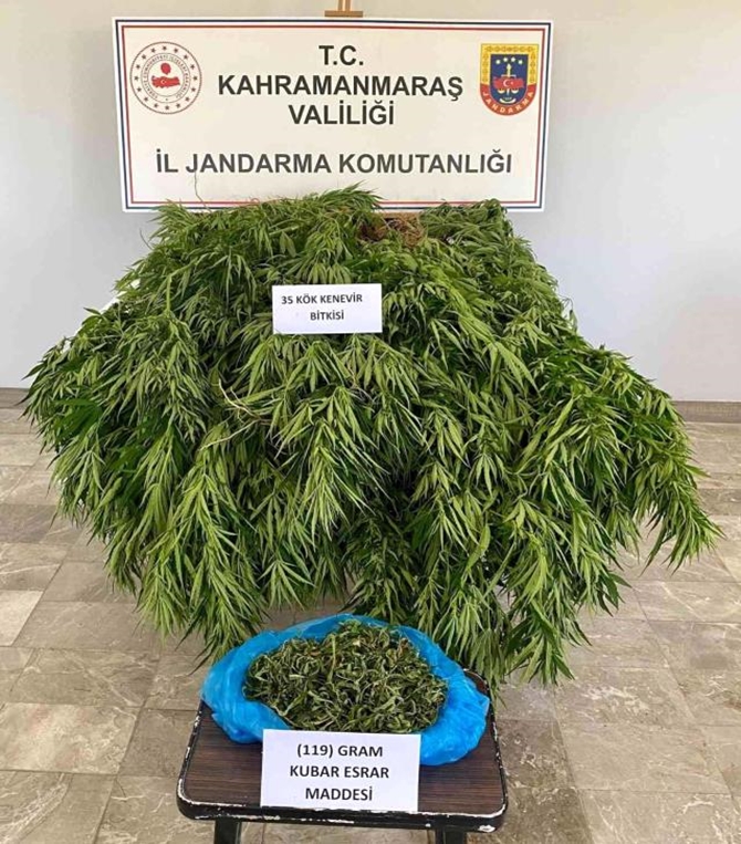 Kahramanmaraş'da 35 kök kenevir ele geçirildi