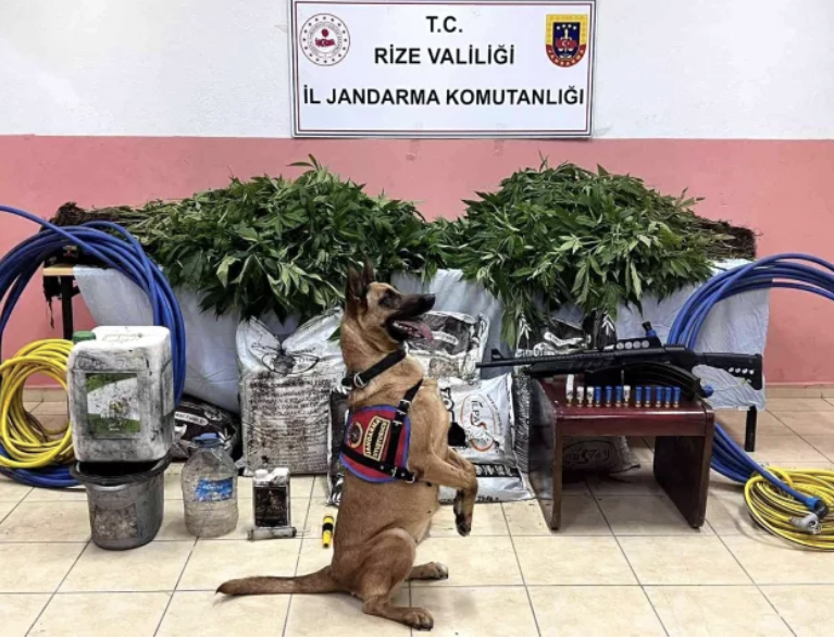 Rize'de 566 kök kenevir ele geçirildi: 2 gözaltı