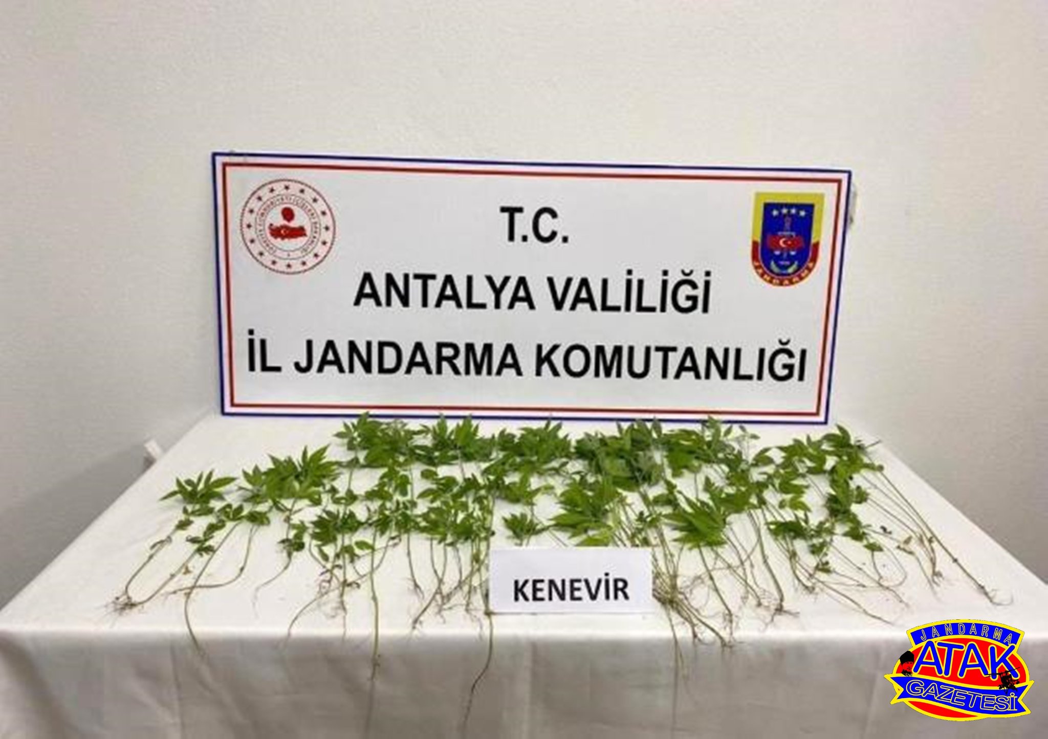 ANTALYA DA KENEVİR YETİŞTİREN ŞÜPHELİ YAKALANDI