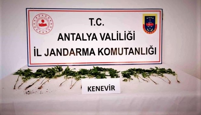 Antalya'da bahçesinde kenevir ekimi yapan şüpheli yakalandı