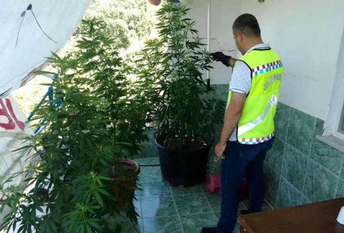 Antalya'da evinde Hint keneviri yetiştiren şüpheli yakalandı