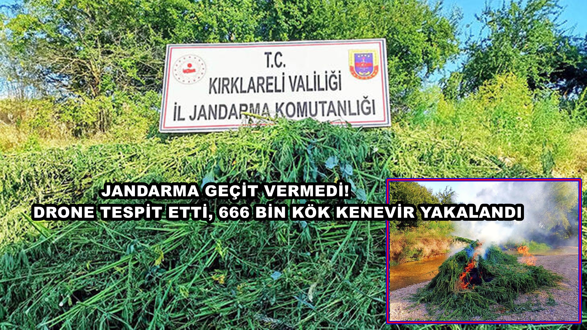 Jandarma geçit vermedi! Drone tespit etti, 661 bin kök kenevir yakalandı