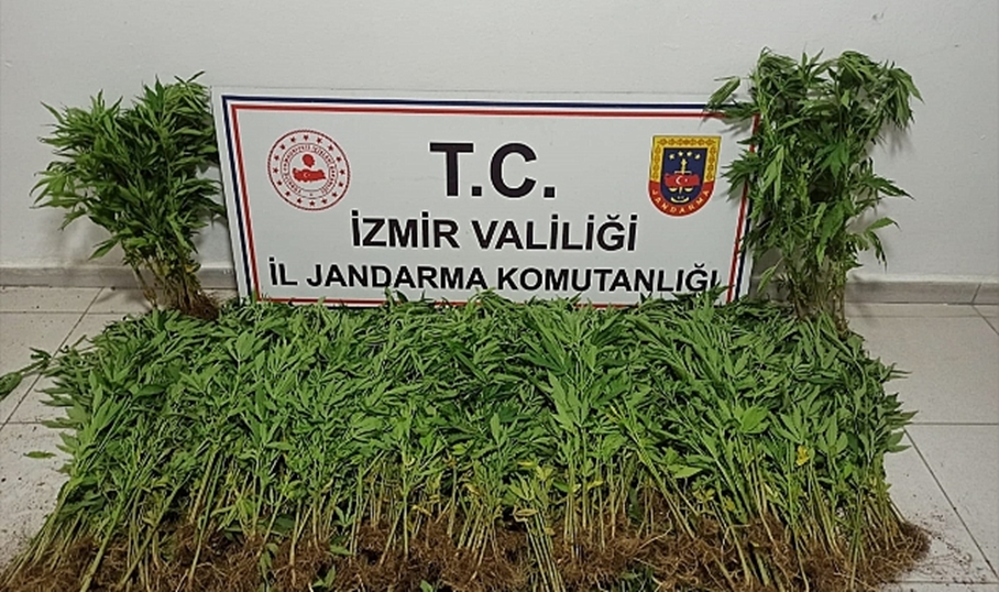 İzmir’de 710 kök Hint keneviri ele geçirildi