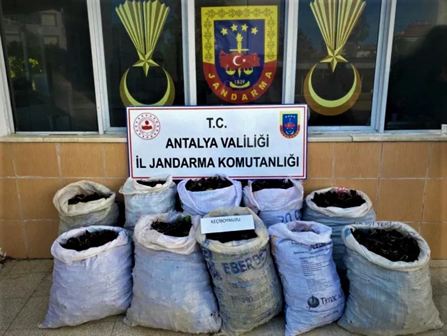 Jandarma’dan keçiboynuzu hırsızlarına suçüstü