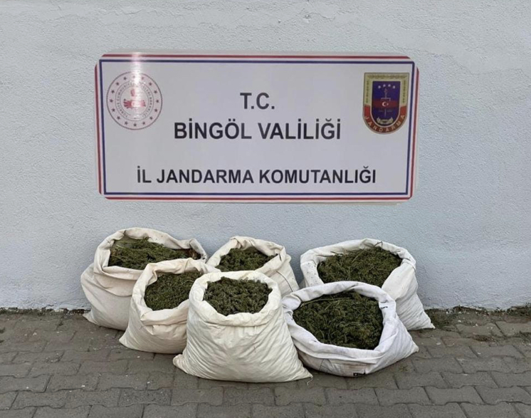 Bingöl'de 3 milyon 257 bin kök kenevir ele geçirildi