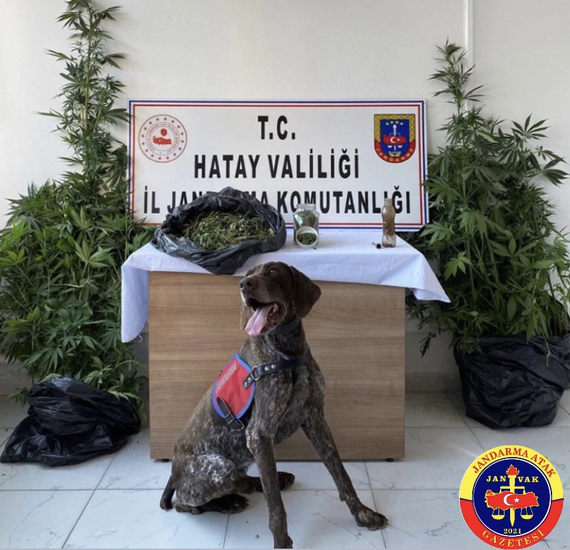 Jandarma’dan uyuşturucu operasyonu 