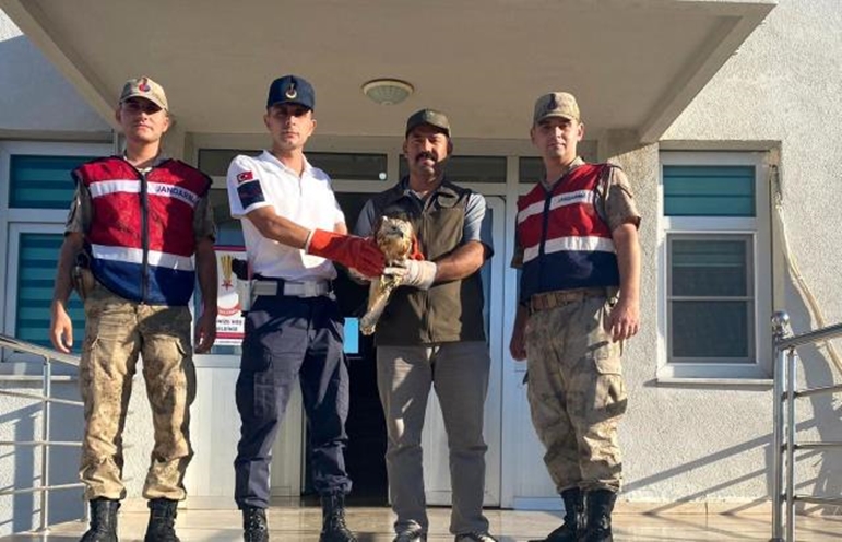 Jandarma ekiplerin yaralı bulduğu kızıl şahin tedavi altına alındı