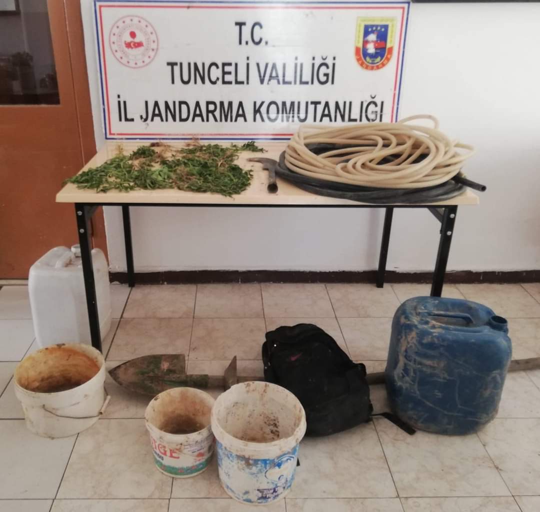 Tunceli'de ormanlık alanda kenevir ele geçirildi