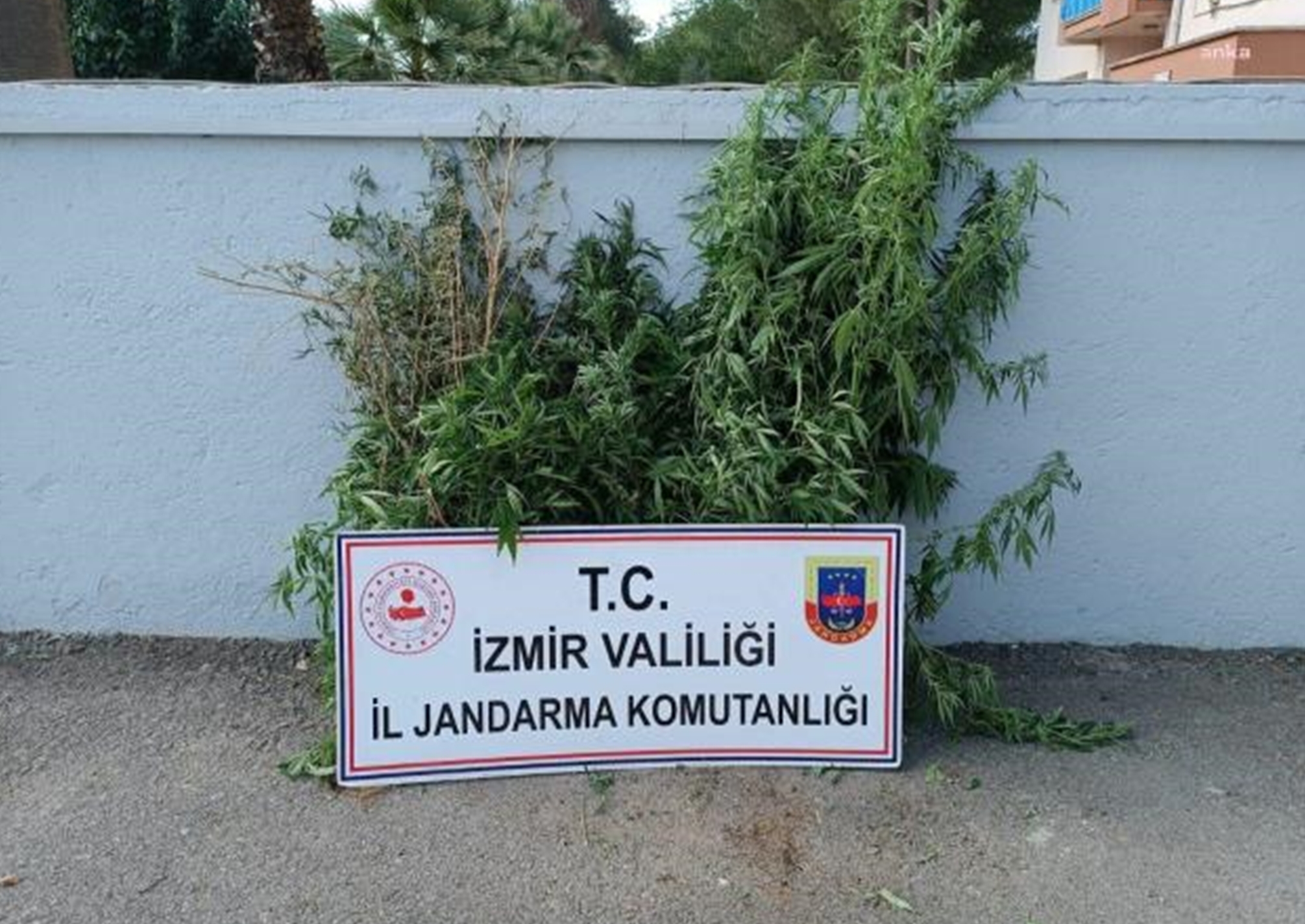 İzmir Jandarma’dan uyuşturucu operasyonu