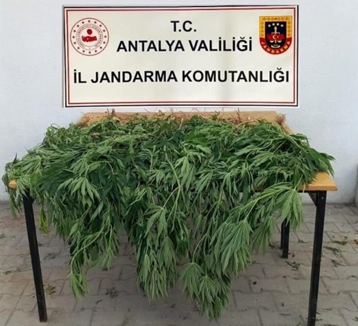 Antalya'da Jandarma 30 kök kenevir ele geçirdi