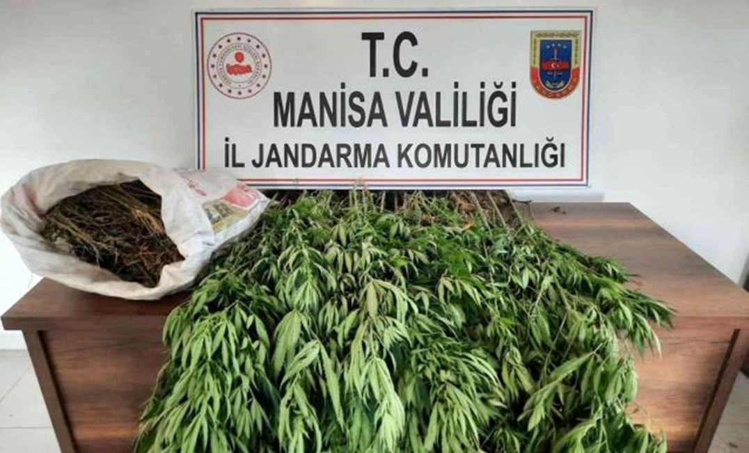 Manisa'da kenevir ve kubar esrar ele geçirildi