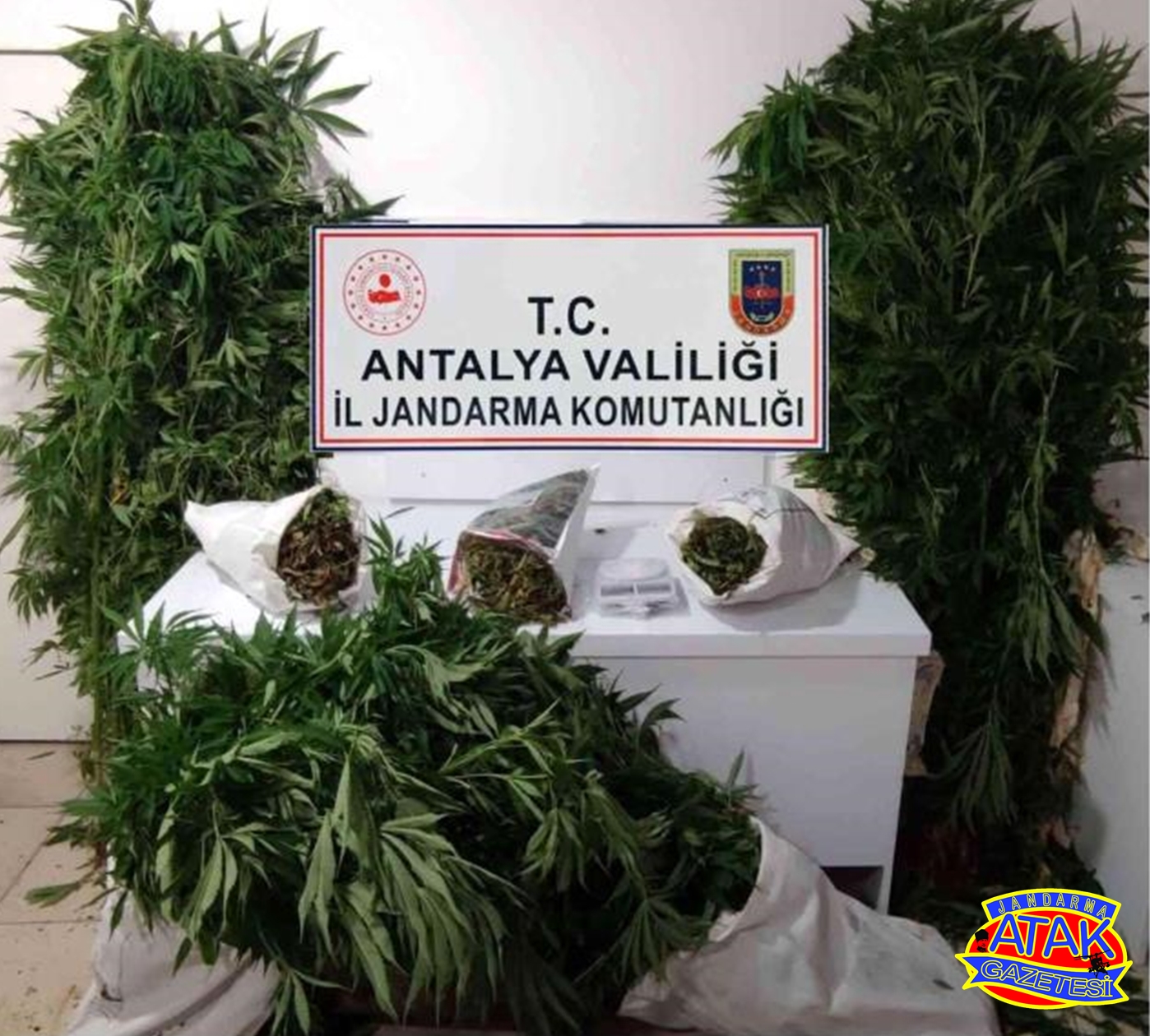 Jandarma, bahçesinde kenevir yetiştiren şüpheli gözaltına aldı